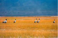 肃北蒙古族自治县 肃北蒙古族自治县