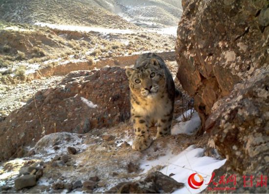 红外相机在保护区内拍摄到的雪豹（图片由肃北县委宣传部提供）