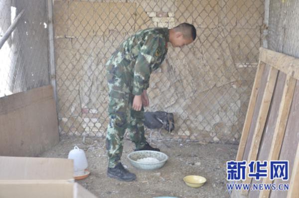 酒泉边防音凹峡边防派出所救助一只国家保护动物