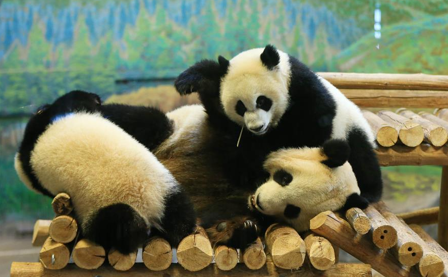 加拿大出生的龙凤胎熊猫宝宝欢庆周岁