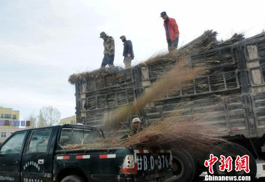 甘肃肃北近3000人绿化戈壁滩