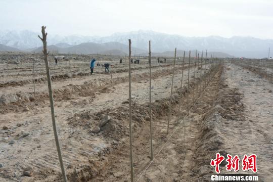 甘肃肃北近3000人绿化戈壁滩