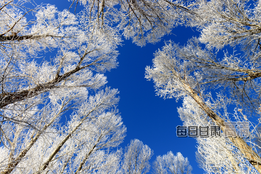 肃北县:雾凇景观