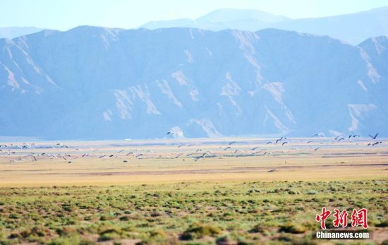甘肃肃北草原频现珍稀野生动物