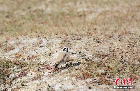 甘肃肃北草原频现珍稀野生动物