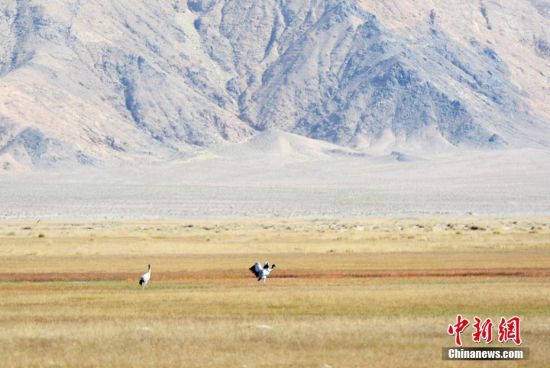 甘肃肃北草原频现珍稀野生动物