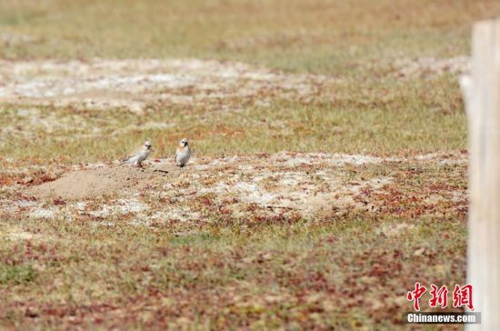 甘肃肃北草原频现珍稀野生动物