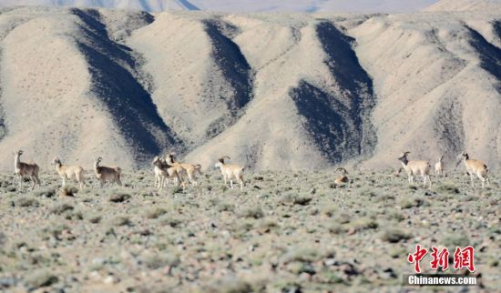 甘肃肃北草原频现珍稀野生动物