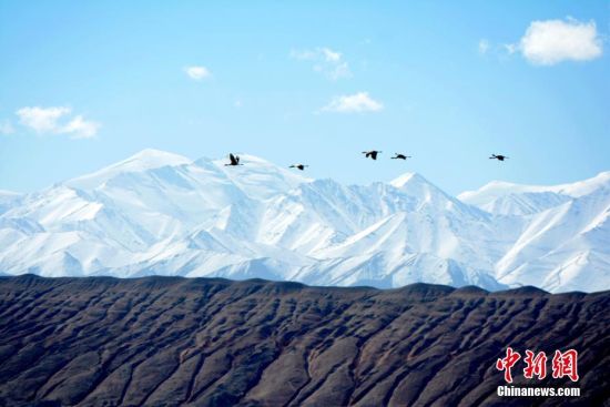 甘肃肃北草原频现珍稀野生动物