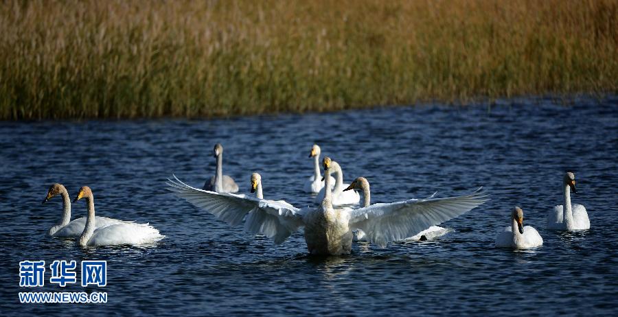 南迁天鹅栖息甘肃肃北湿地