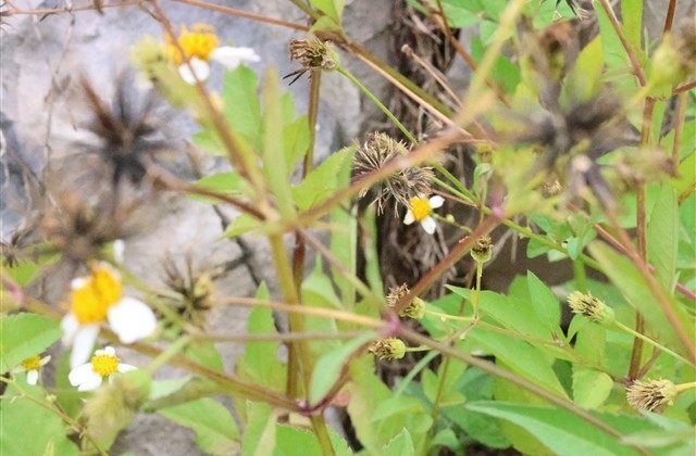 今日圣诞说说 今日圣诞说说