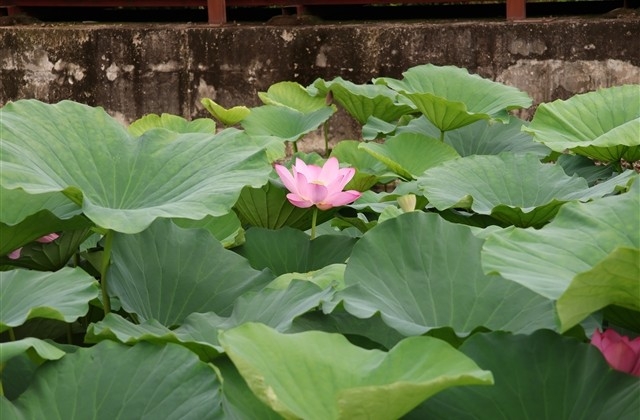 元旦祝福语大全简短 元旦祝福语大全简短
