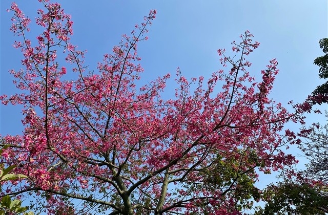 元旦的优美句子短句