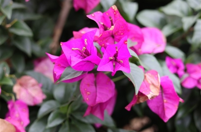 元旦祝福语大全简短 元旦祝福语大全简短