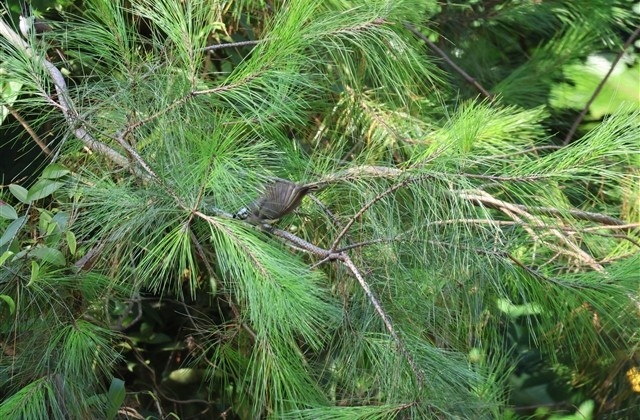 平安夜经典祝福语短句