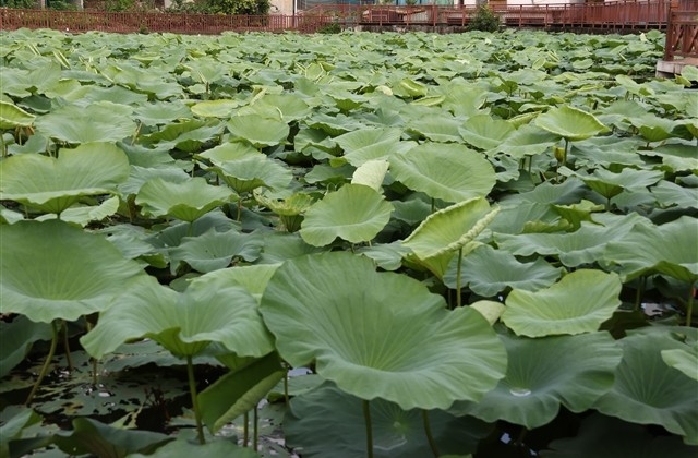 给老公拜年的句子