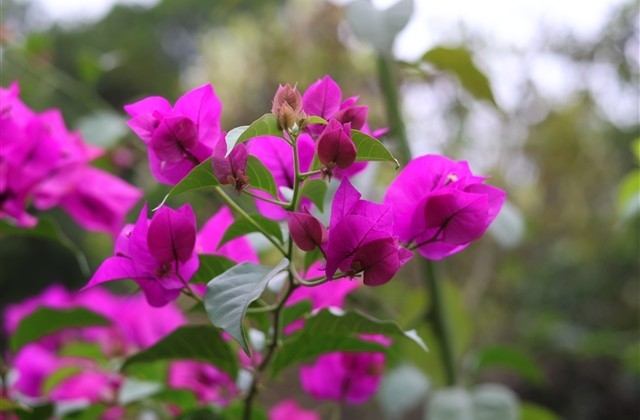 小满节气祝福语