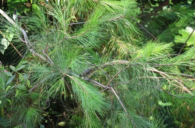 春节祝福语金句外地游子 春节祝福语金句外地游子