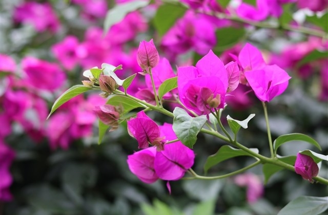 朋友圈拜年祝福语2023