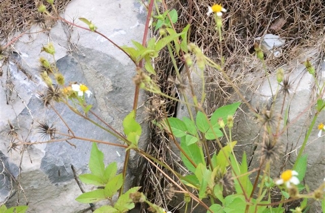 除夕祝福语大全 除夕祝福语大全