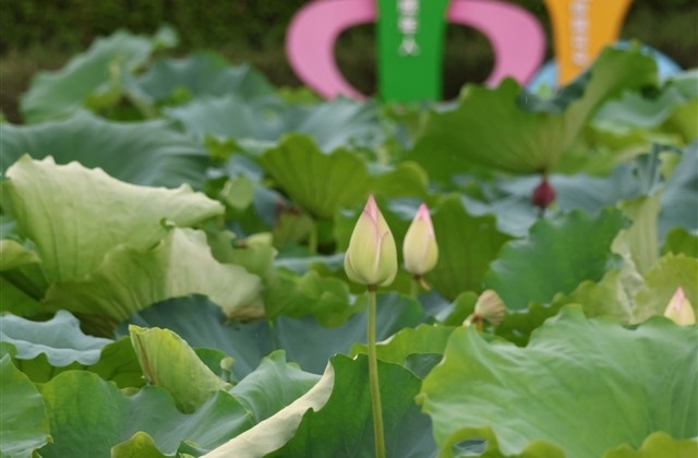 新年祝福孩子们的祝福语