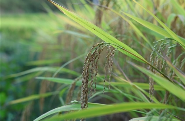 包含兔字的祝福语