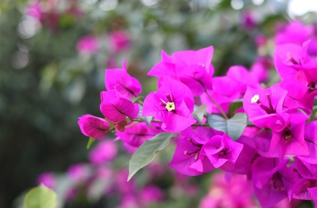 春节祝福语金句外地游子 春节祝福语金句外地游子