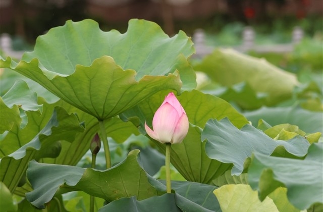 兔年春节祝福语短句 兔年春节祝福语短句