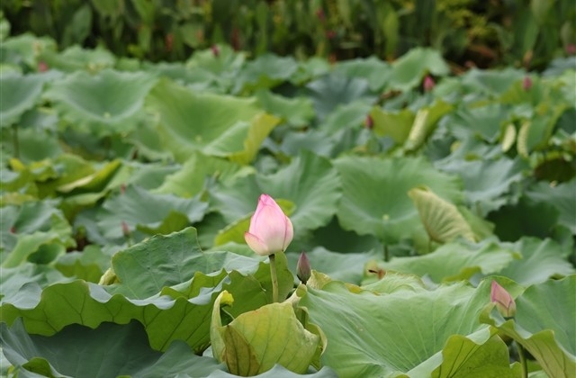 元宵节吉祥话简短