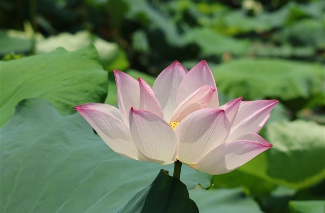 万圣节的说说