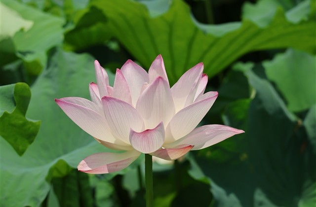 朋友圈新年祝福语简短(精选51句) 朋友圈新年祝福语简短(精选51句)
