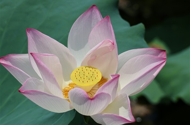 三九天顺口溜问候语 关于三九天的温暖祝福语 三九天顺口溜问候语 关于三九天的温暖祝福语