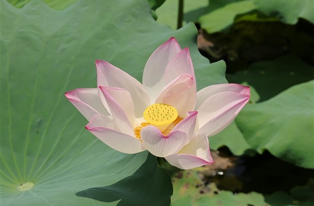 心情不好抑郁怎么办发朋友圈句子大全(精选15句) 心情不好抑郁怎么办发朋友圈句子大全(精选15句)