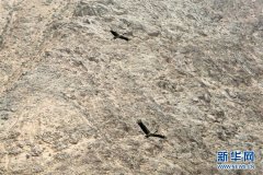 甘肃肃北：高原珍稀野生动物种群持续扩大