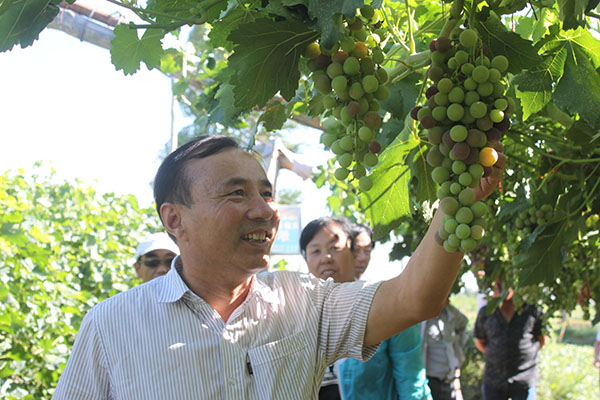 图为农户查看葡萄长势