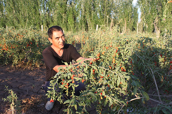 图为农户正在采摘枸杞